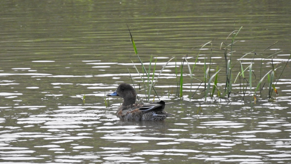 Eurasian Wigeon - ML644131440