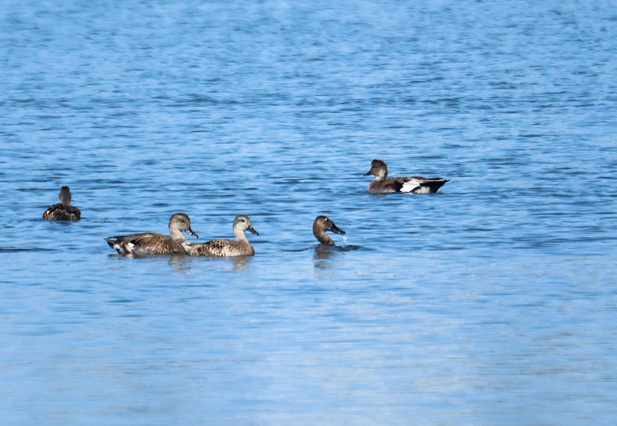 Canvasback - ML644131441