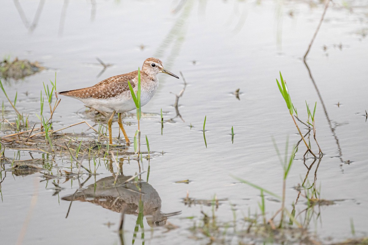 Wood Sandpiper - ML644131442