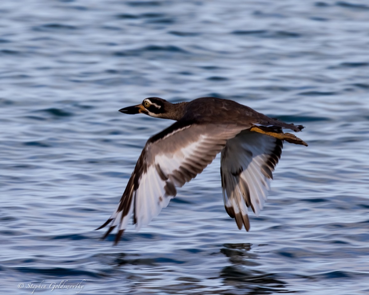 Beach Thick-knee - ML644131444