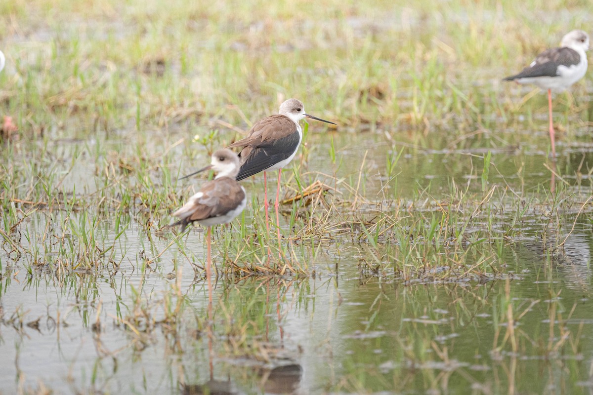 Black-winged Stilt - ML644131445