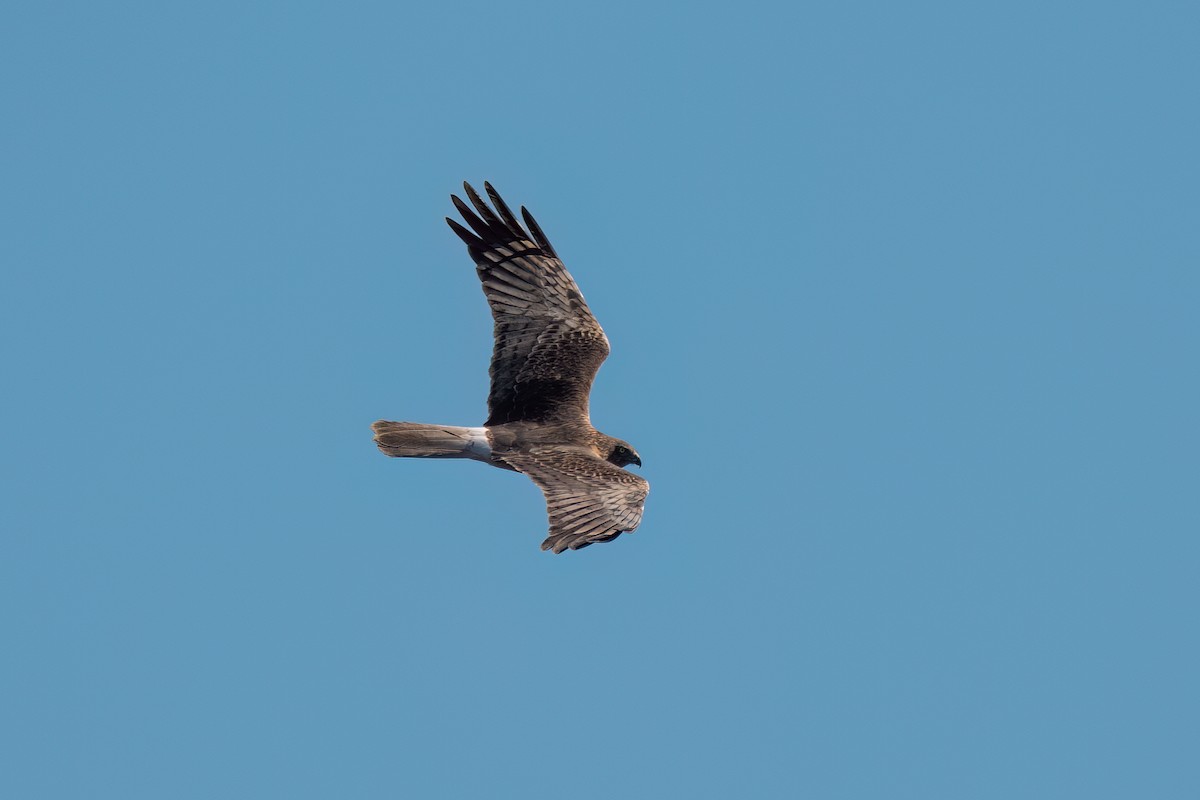 Swamp Harrier - ML644131446