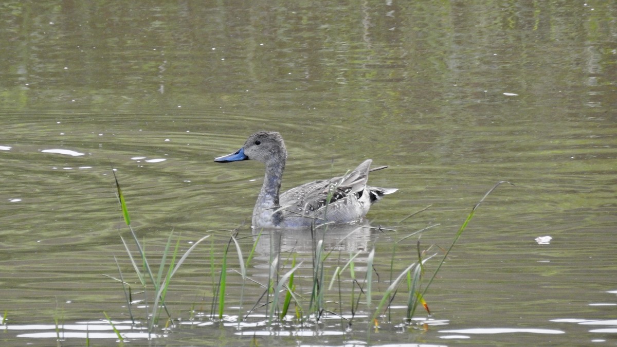 Northern Pintail - ML644131447