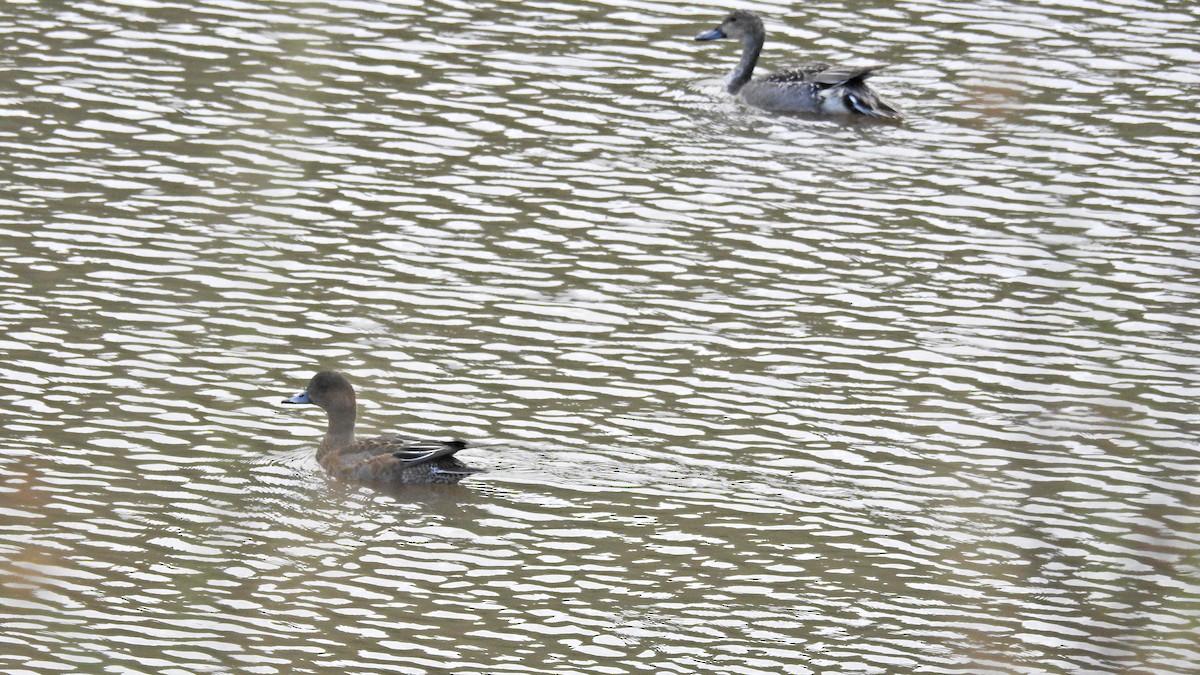 Northern Pintail - ML644131448