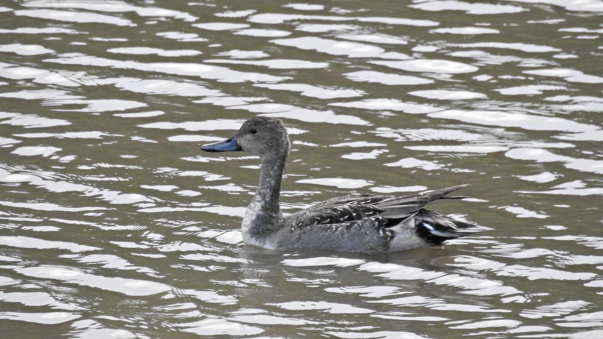 Northern Pintail - ML644131449