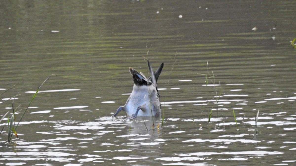 Northern Pintail - ML644131450