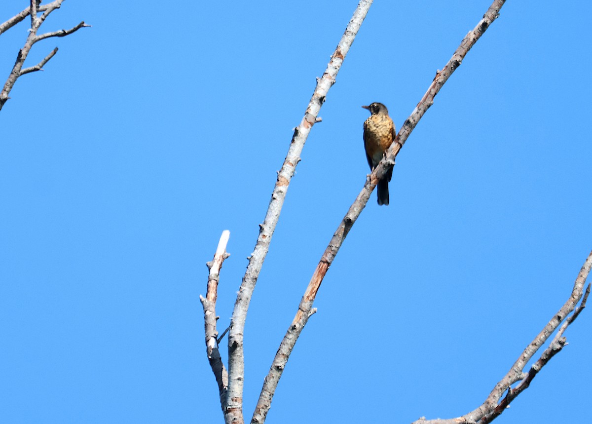 American Robin - ML644131451