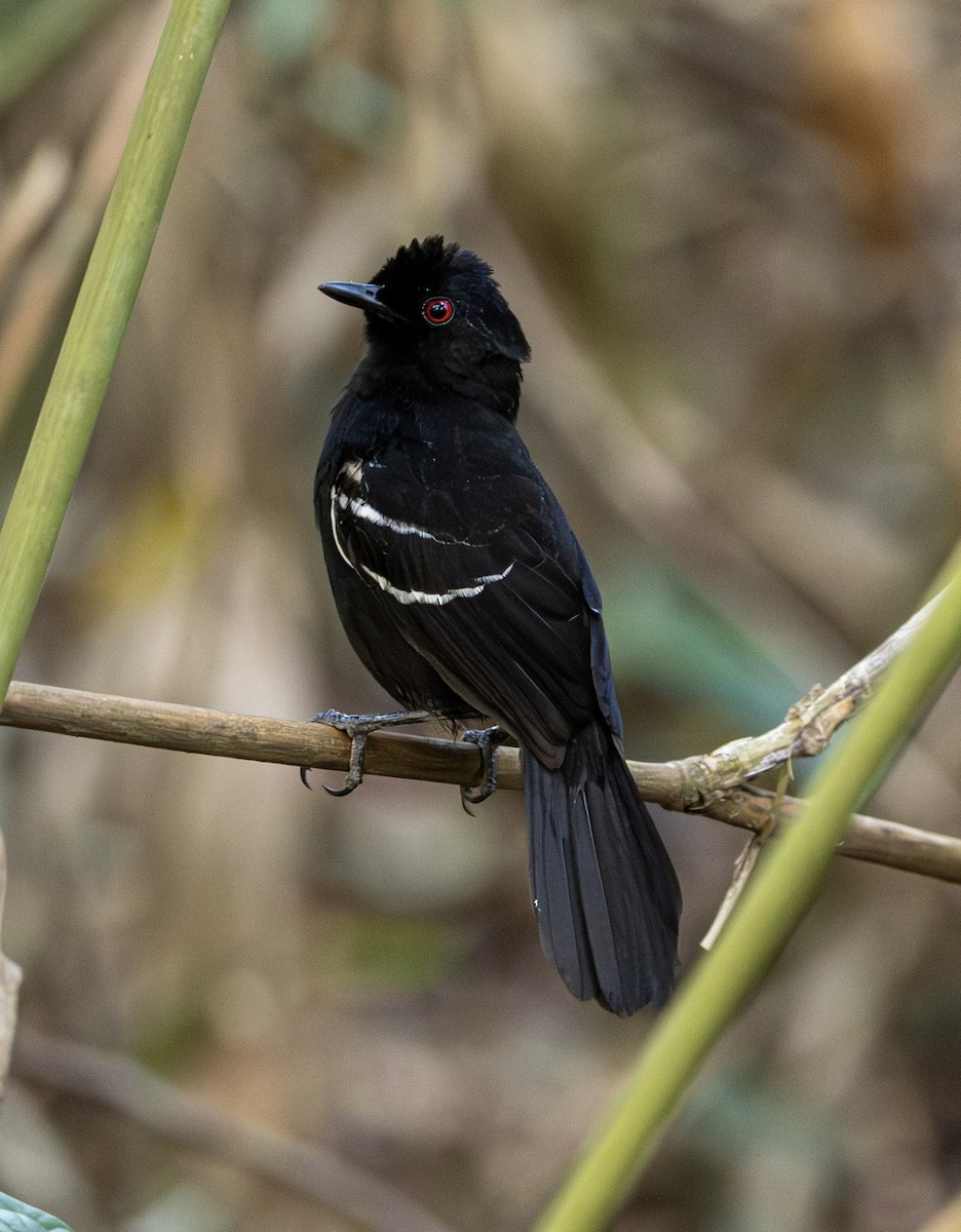 White-shouldered Fire-eye - ML644131457