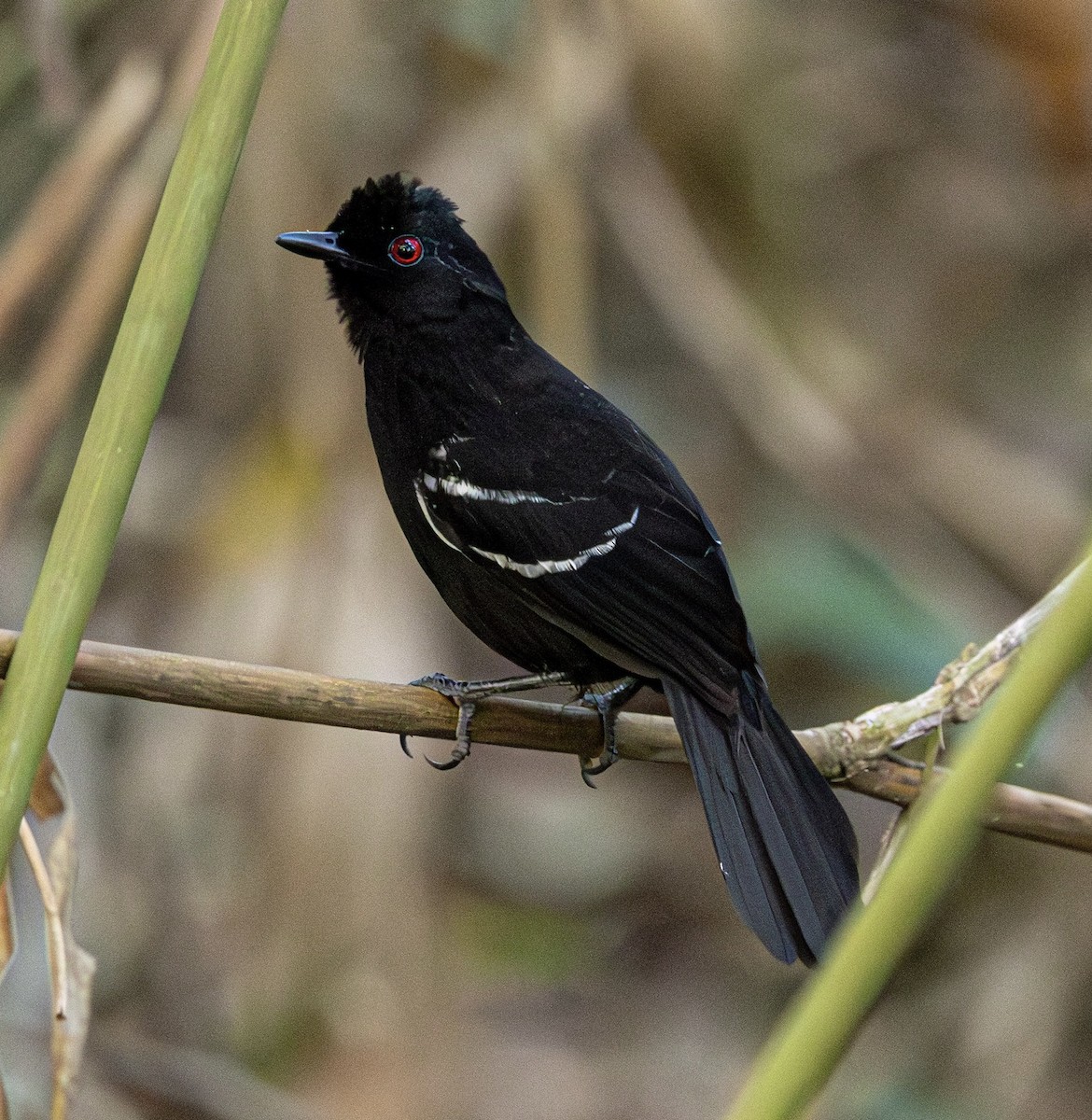 White-shouldered Fire-eye - ML644131458