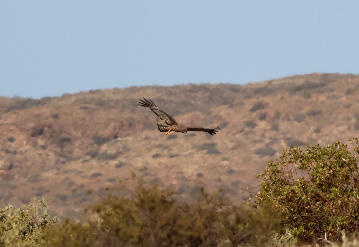 Spotted Harrier - ML644131459