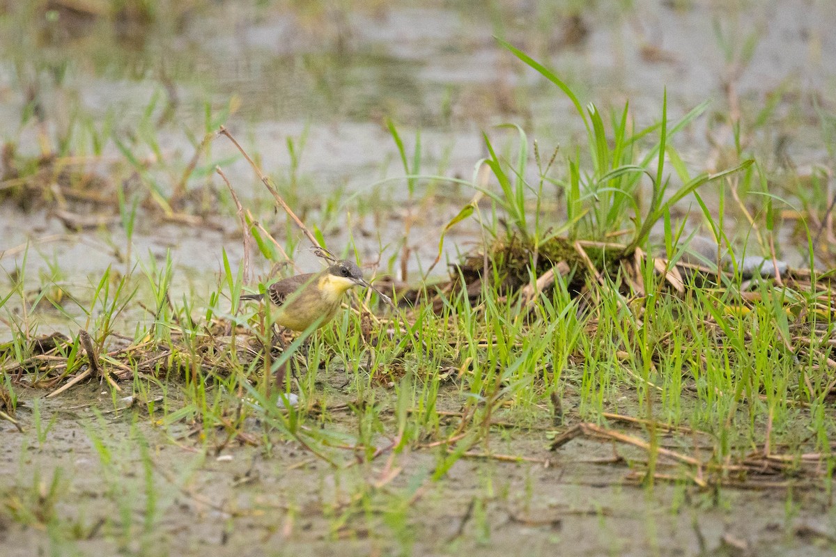 Eastern Yellow Wagtail - ML644131460