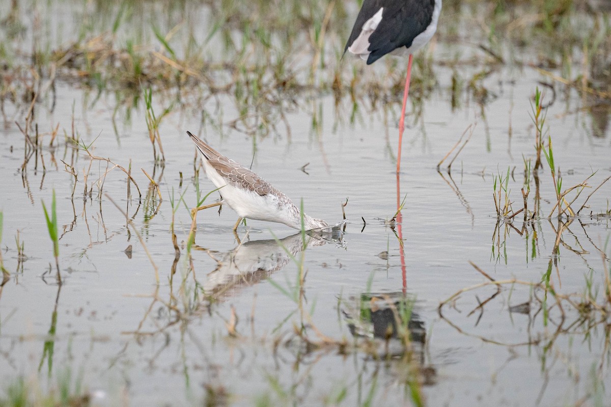 Marsh Sandpiper - ML644131461