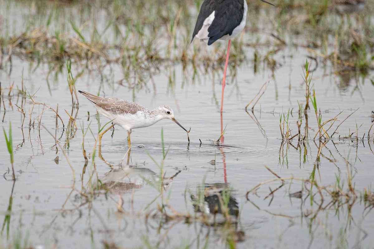 Marsh Sandpiper - ML644131462