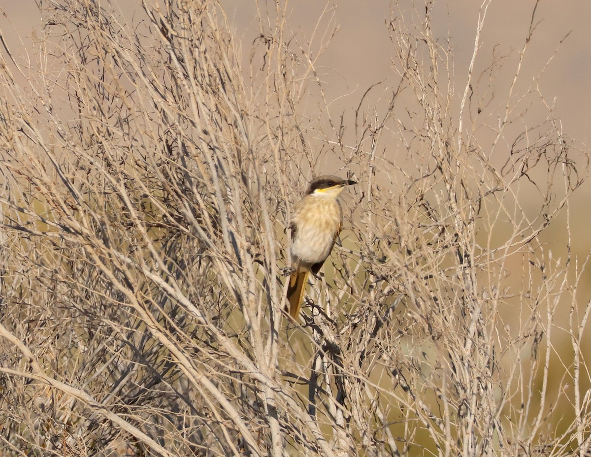 Singing Honeyeater - ML644131463