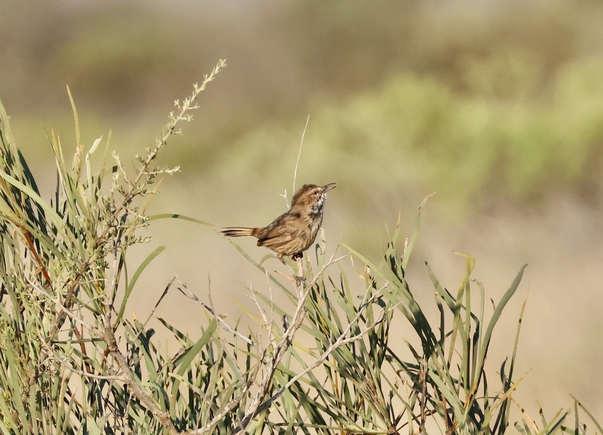 Rufous Fieldwren - ML644131465