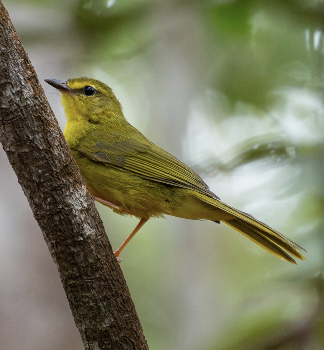 Flavescent Warbler - ML644131467