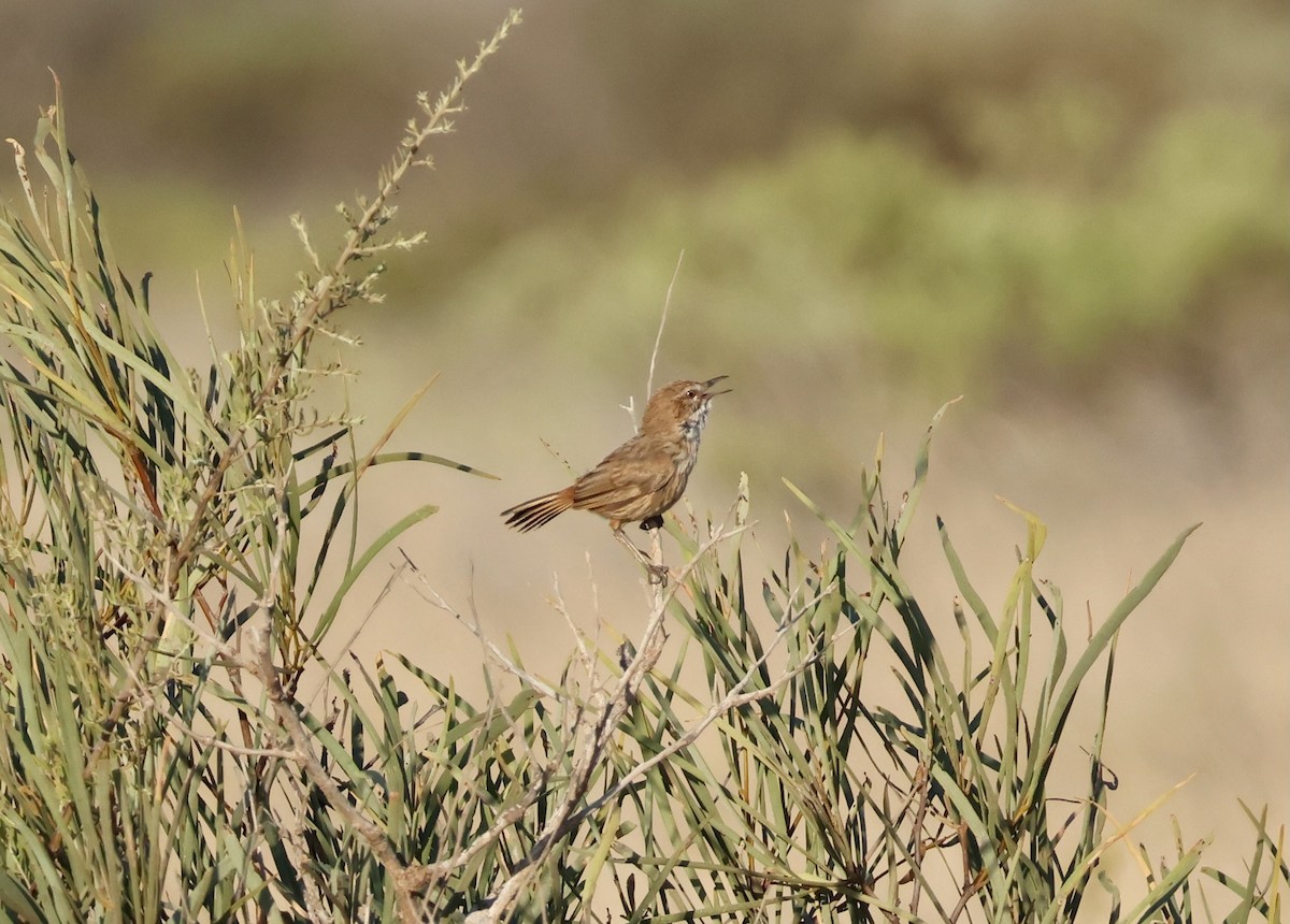 Rufous Fieldwren - ML644131469
