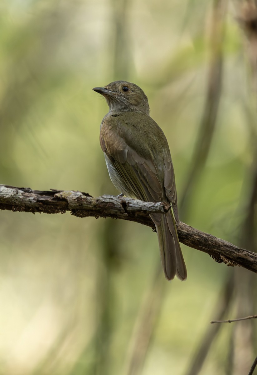 Манакін-вертун білочеревий - ML644131478