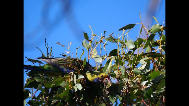 Желтобрюхая розелла - ML644131483