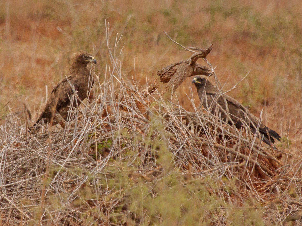 Wahlberg's Eagle - ML644131500