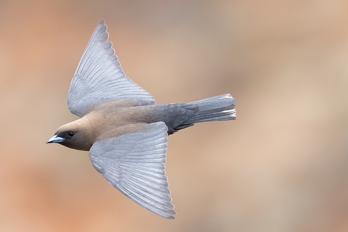 Little Woodswallow - ML644131512