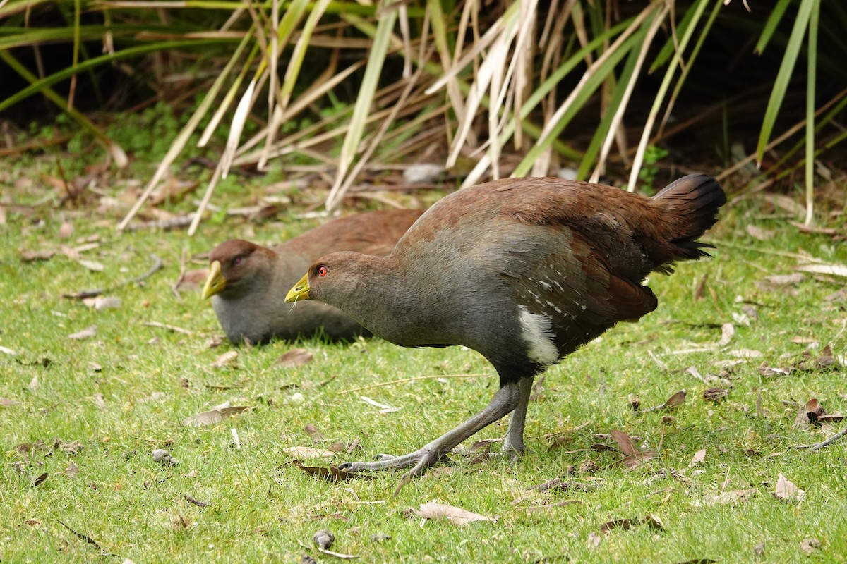 Grünfuß-Teichhuhn - ML644131525