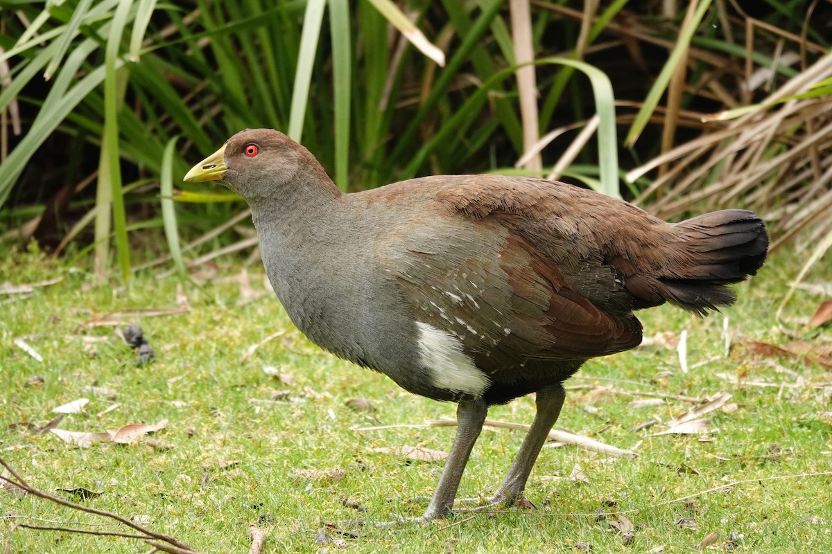 Grünfuß-Teichhuhn - ML644131526