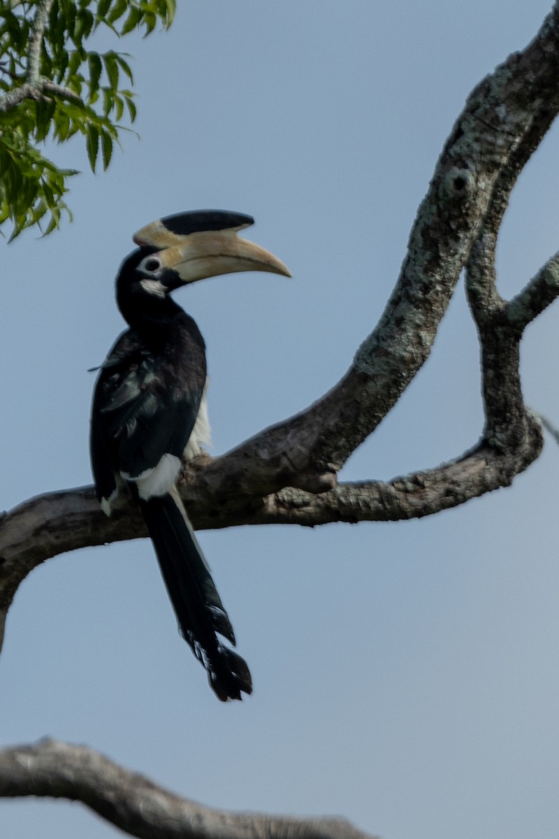 Malabar Pied-Hornbill - ML644131528