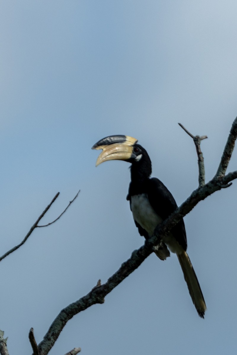 Malabar Pied-Hornbill - ML644131529