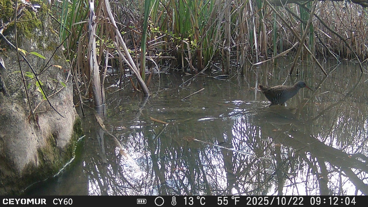 Water Rail - ML644131532
