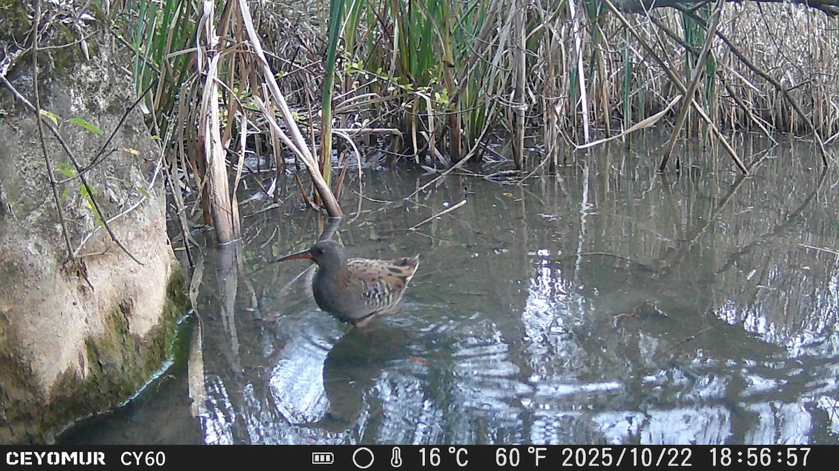 Water Rail - ML644131533