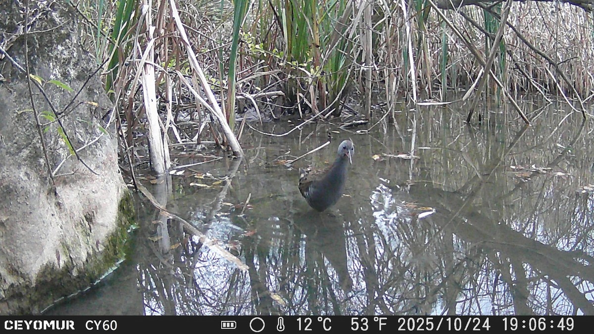 Water Rail - ML644131534