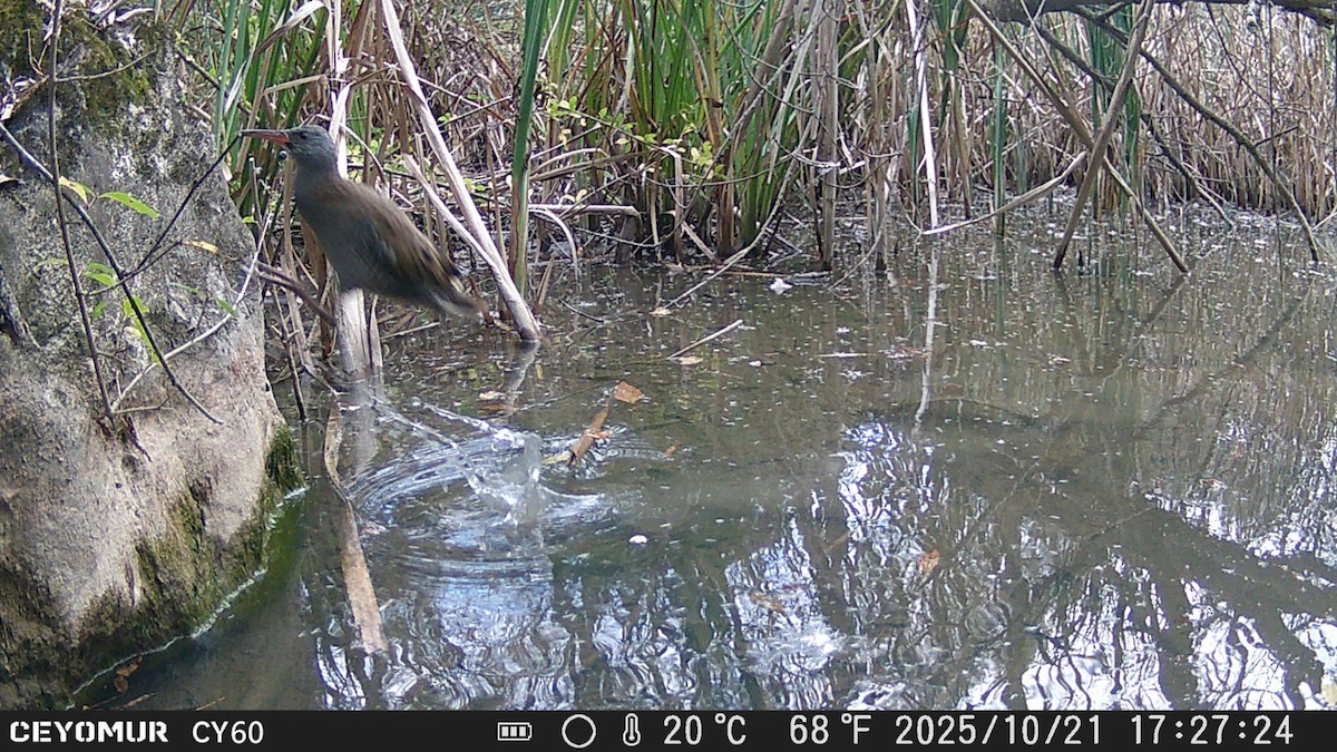 Water Rail - ML644131536