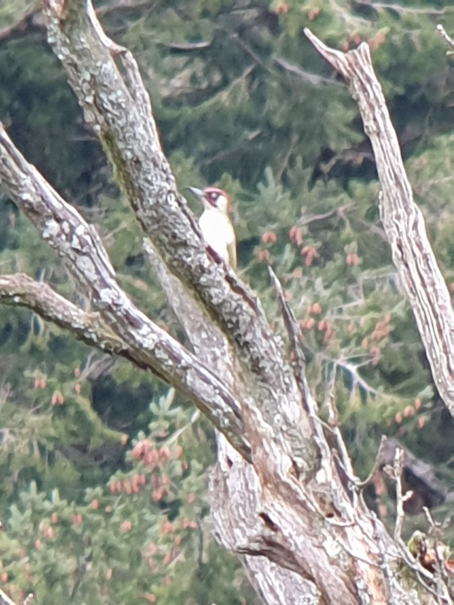 Eurasian Green Woodpecker - ML644131539