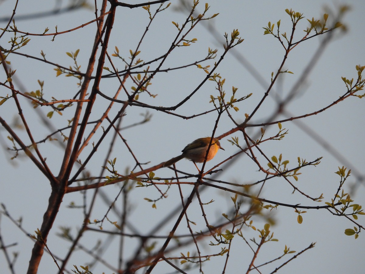 Желтогрудый апалис - ML644131545