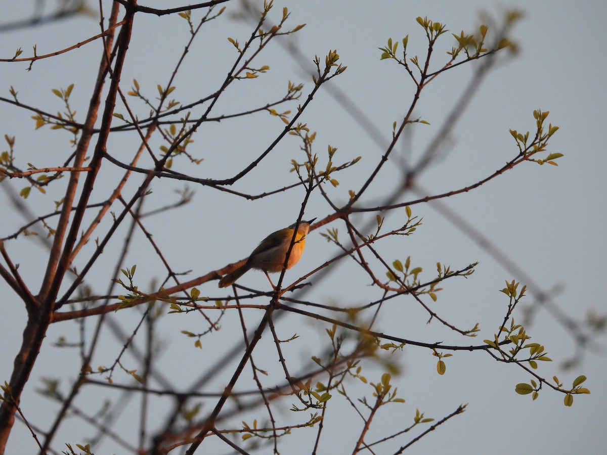 Желтогрудый апалис - ML644131546