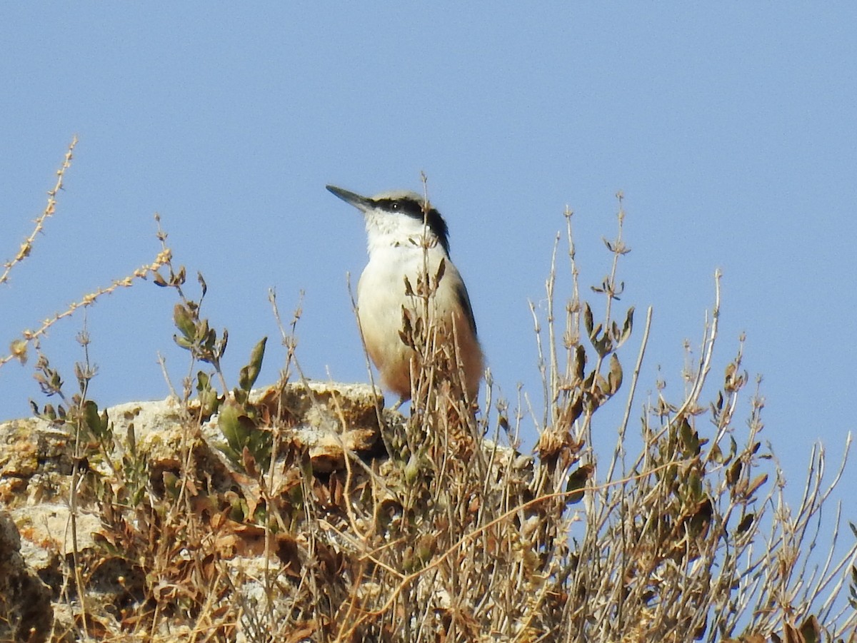 Büyük Kaya Sıvacısı - ML644131548