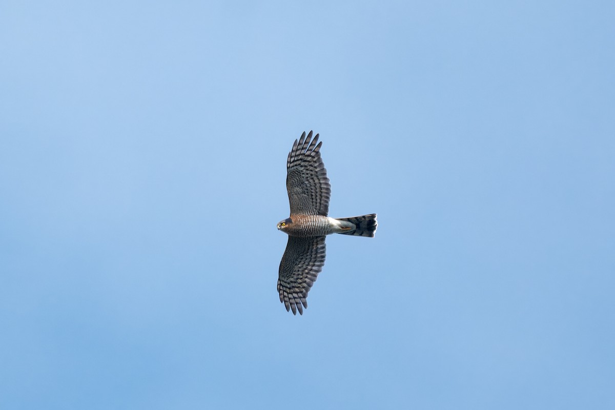 Eurasian Sparrowhawk - ML644131549