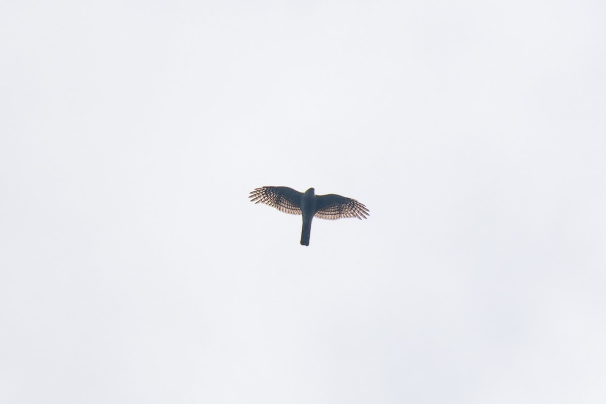 Eurasian Sparrowhawk - ML644131550