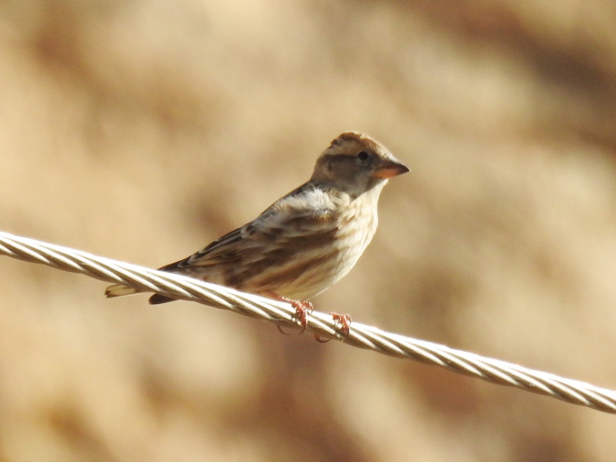 Rock Sparrow - ML644131553
