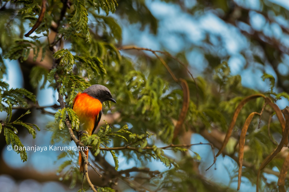 Small Minivet - ML644131555
