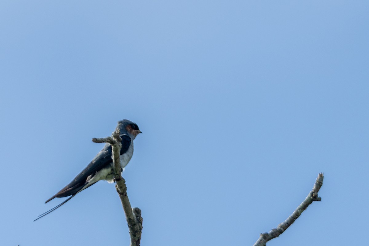 Crested Treeswift - ML644131560
