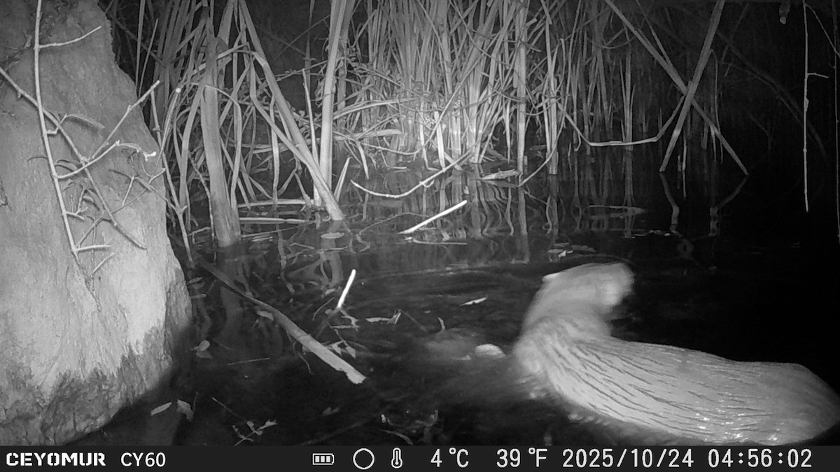 Eurasian River Otters - ML644131593