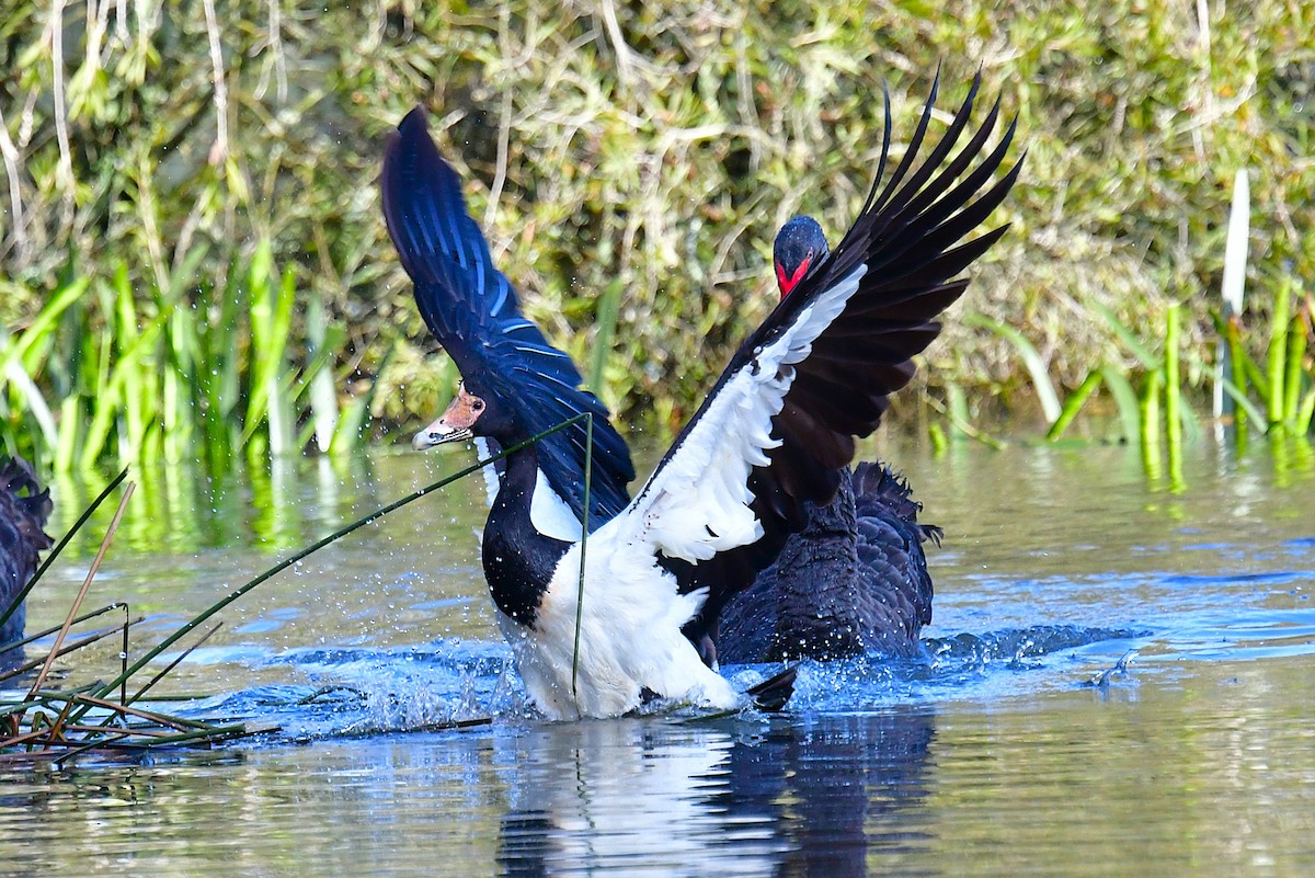Magpie Goose - ML644131605