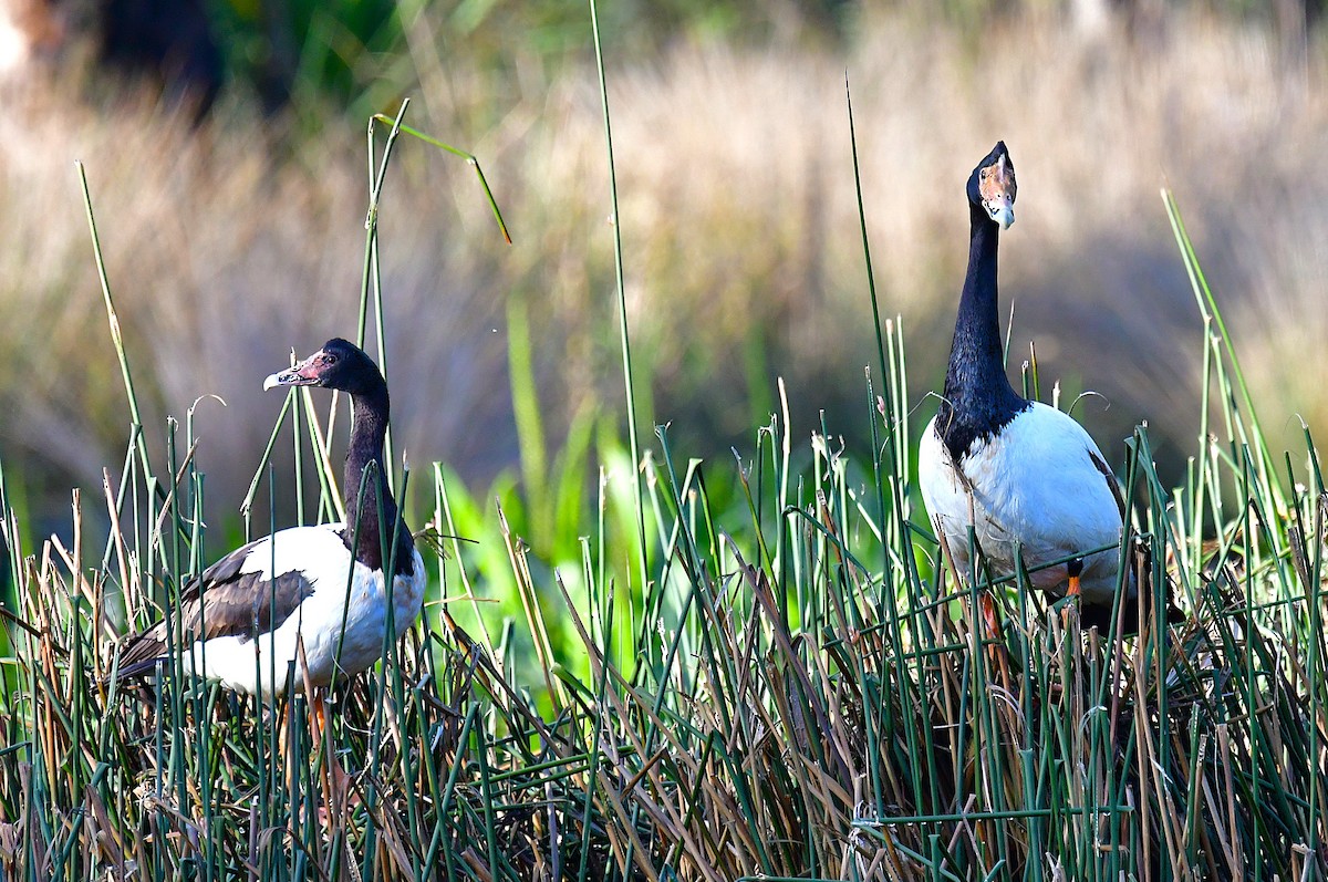 Magpie Goose - ML644131606
