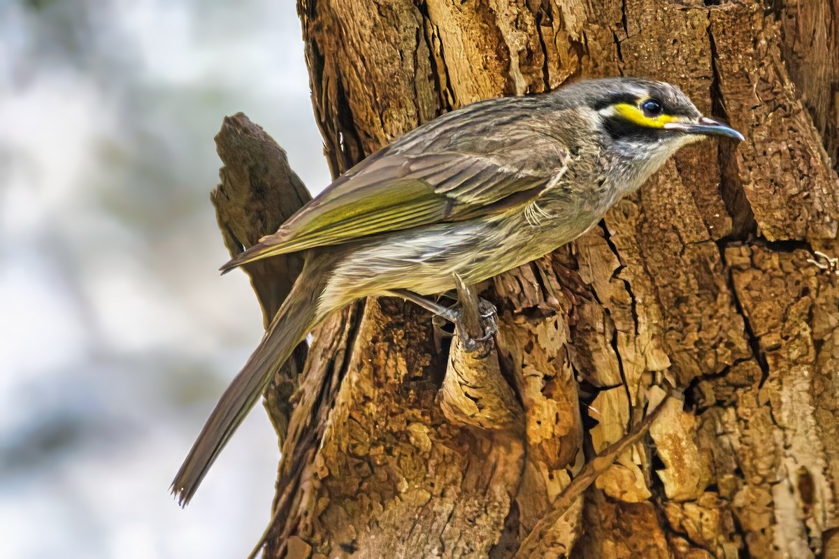 Yellow-faced Honeyeater - ML644131614