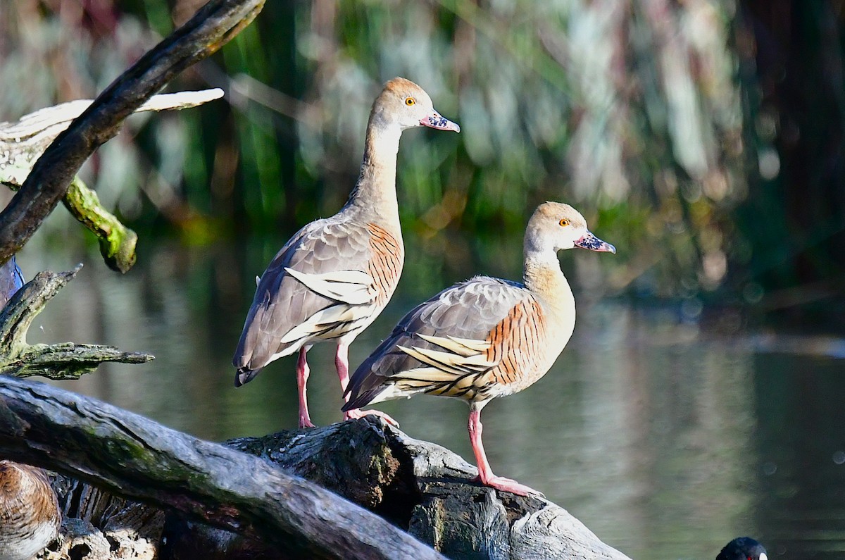 Plumed Whistling-Duck - ML644131617