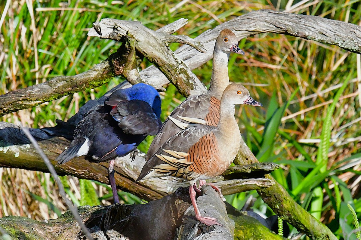 Plumed Whistling-Duck - ML644131618