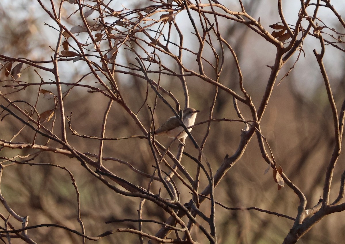 Black-eared Cuckoo - ML644131620