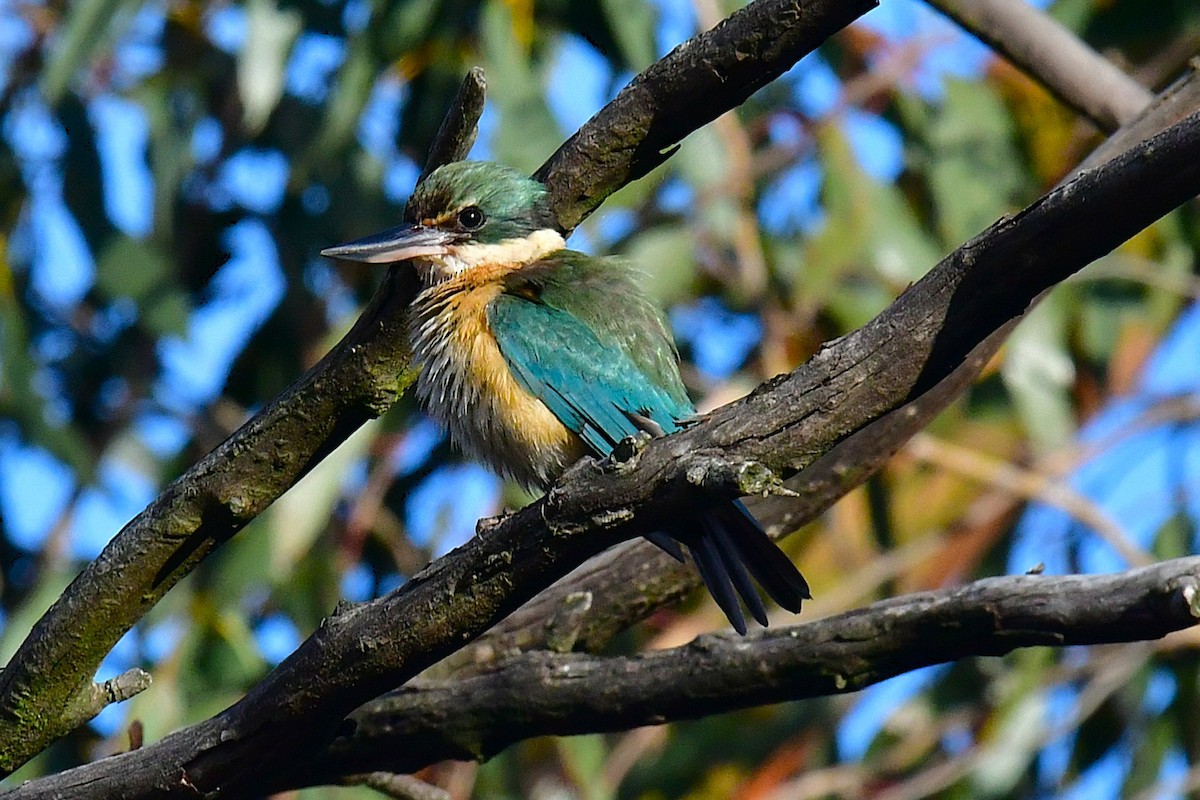 Sacred Kingfisher - ML644131623